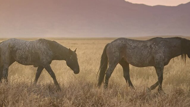 Wild horses following each other through the Utah desert landscape during sunset.