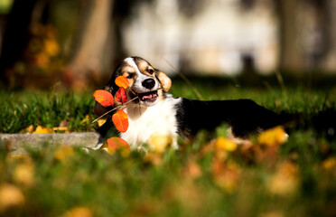 dog chews autumn leaves