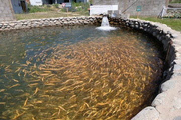 Trout farming. Breeding golden, rainbow trout species. Fish farming in ecologically clean fresh water. Pond with floating fish.