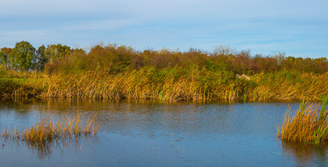 Herd of feral horses walking along a lake in sunlight beneath a blue cloudy sky in winter, Almere, Flevoland, The Netherlands, November 9, 2023 © Naj