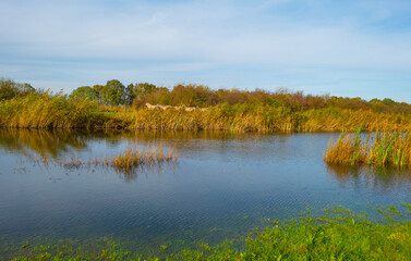 Herd of feral horses walking along a lake in sunlight beneath a blue cloudy sky in winter, Almere,...