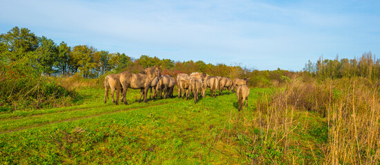 Herd of feral horses walking along a lake in sunlight beneath a blue cloudy sky in winter, Almere, Flevoland, The Netherlands, November 9, 2023 © Naj