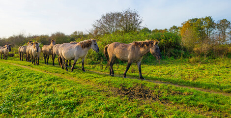 Herd of feral horses walking along a lake in sunlight beneath a blue cloudy sky in winter, Almere, Flevoland, The Netherlands, November 9, 2023 © Naj