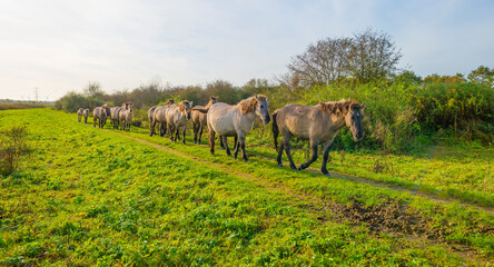Herd of feral horses walking along a lake in sunlight beneath a blue cloudy sky in winter, Almere, Flevoland, The Netherlands, November 9, 2023 © Naj