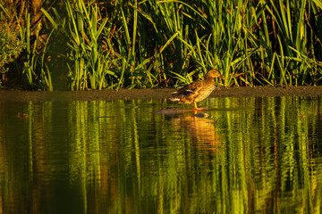 Wild duck in the warm light of the sun