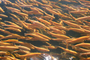 Fototapeta na wymiar Trout farming. Breeding golden, rainbow trout species. Fish farming in ecologically clean fresh water. Pond with floating fish.
