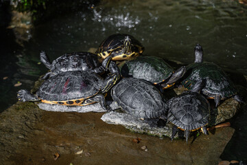 Several black-yellow turtles bask in the sun in the middle of the fountain