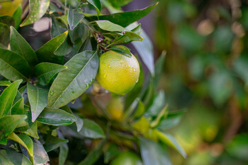 Growing green orange, lemon, citrus