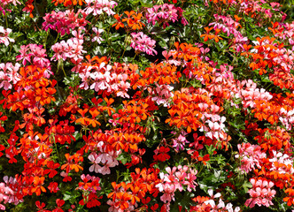 Background of bright, multi-colored geranium flowers that decorate the city park.