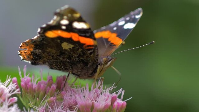 close up red admiral butterfly, Vanessa atalanta, feeding collecting nectar on pink flower, hemp agrimony