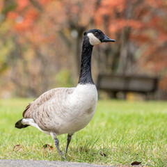 Canadian geese flock walking in the Montreal Botanical Garden, Quebec, Canada. Autumn leafs colors proud standing