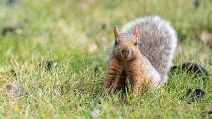 Fox squirrel (Sciurus niger) (Bryant's or eastern) in the grass starring. It is sometimes mistaken...