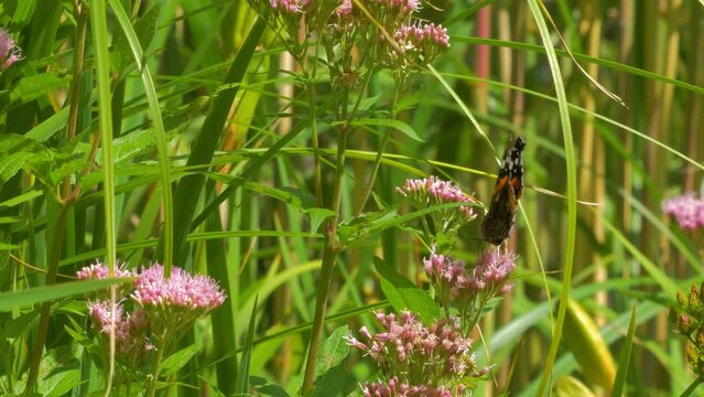 red admiral butterfly, Vanessa atalanta, feeding collecting nectar amongst pink flowers, hemp agrimony, flies away