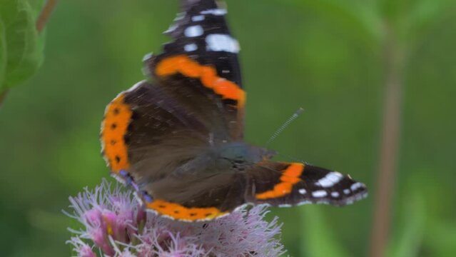 red admiral butterfly, Vanessa atalanta, close up wing markings, feeding collecting nectar on pink flower, hemp agrimony
