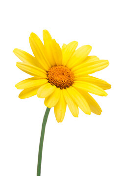 Yellow daisy flower isolated on a transparent background
