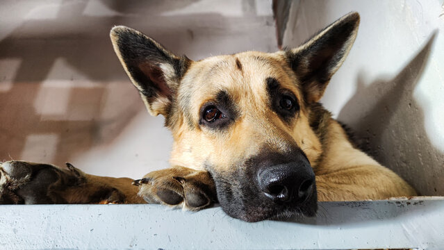 Lonely, sad dog German Shepherd sadly waiting its owner. Russian eastern European dog veo is ill and pity