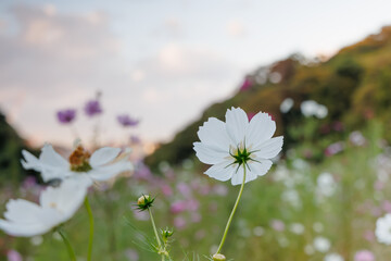 夕暮れ時の白いコスモス