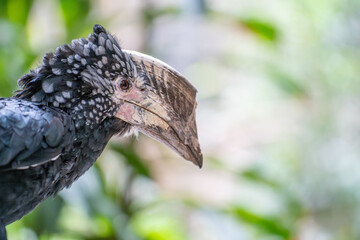 Injured silvery-cheeked hornbill (Bycanistes brevis) with broken beak hornbill found in Africa. In Zimbabwe it is threatened by habitat destruction. © legedo