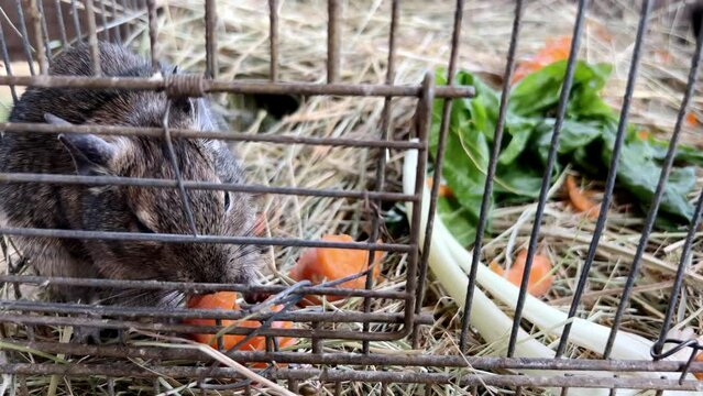 Brown degu sits in a cage on the hay and eats a carrot