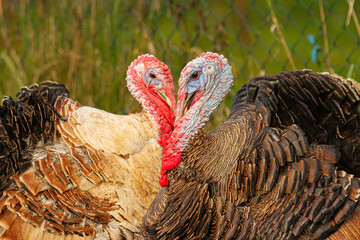 Indyki tworzące serce z głów | Turkeys making heart of their heads - obrazy, fototapety, plakaty