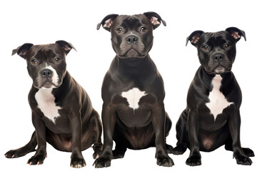 Fototapeta premium Staffordshire Bull Terrier dogs looking at the camera isolated on transparent background
