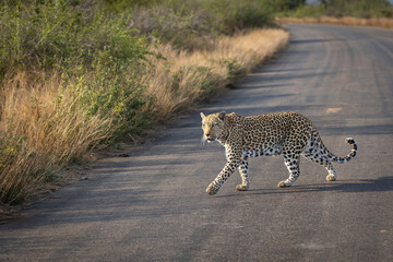 A Leopard crosses a tarred road in a leisuredly manner in the Kruger National Park