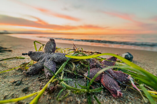 Seesterne am Strand 