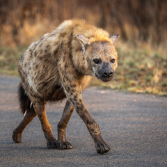Spotted Hyena walking along tarred road in kruger national park
