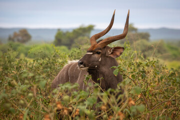 Male Nyala passing through Mopane bush in Northern Kruger National Park