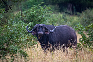 Cape buffalo standing in moan thickets in Northern Kruger National Park.
