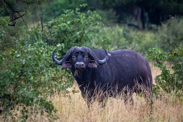 Cercles muraux Parc national du Cap Le Grand, Australie occidentale Cape buffalo standing in moan thickets in Northern Kruger National Park.