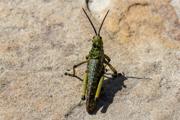 Leprous grasshopper Heuschrecke in der Draufsicht