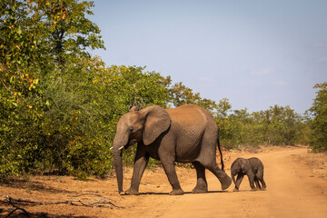 Mother elephant crossing sand road with baby calf in tow in Northern Kruger National Park
