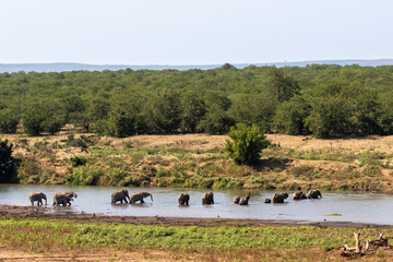 Elephant herd crossing the Letaba River in Kruger National Park.