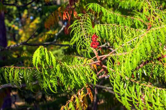 Rhus typhina in October. Rhus typhina, stag sumac, is a species of flowering plant in the Anacardiaceae family.