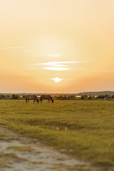 Grazing horses in the field near the river during the sunset