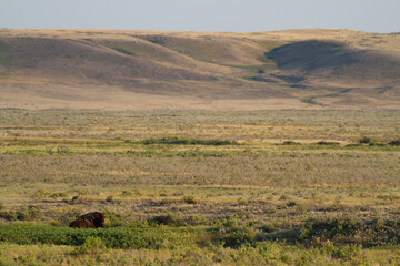Obraz premium Un bison se repose dans l'immensité de son territoire au Saskatchewan