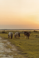 Grazing horses in the golden hour