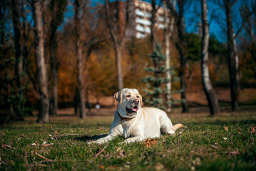 autumn an adult Labrador dog of fawn color smiling with a wreath of yellow maple leaves around his neck