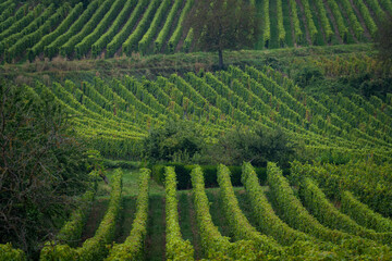 Obernai, France - 09 10 2021: Alsatian Vineyard. Panoramic view of vine fields along the wine route...