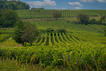 Obernai, France - 09 10 2021: Alsatian Vineyard. Panoramic view of vine fields along the wine route .