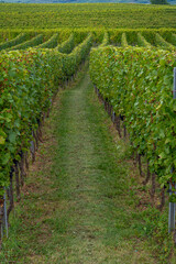 Fototapeta na wymiar Obernai, France - 09 10 2021: Alsatian Vineyard. Panoramic view of vine fields along the wine route .