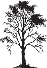 Obraz premium Birch Silhouettes EPS Vector Birch Clipart Birch Collection
