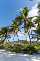 Close-up of a landscape with palm trees and vegetation
