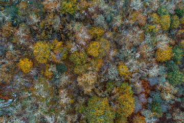 overhead drone aerial view of a forest of deciduous trees in fall