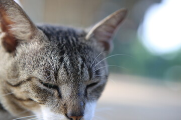 street cat with gray and white color, stray cat relaxing on the side of the road in the morning