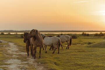 Beautiful horses in the field during golden hour