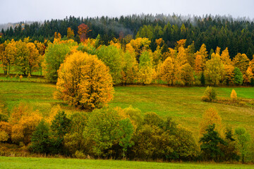 Fototapeta premium Jeseníky, autumn, water, mountains, forest, trees, landscape, autumn, river, water, forest, fall, nature, waterfall, tree, landscape, trees, rocks, green, beautiful, rock, season, colorful