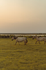 Two horses in the meadow on the riverside