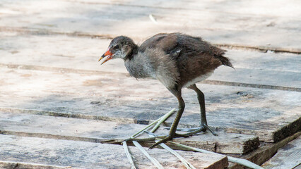 black crowned crane